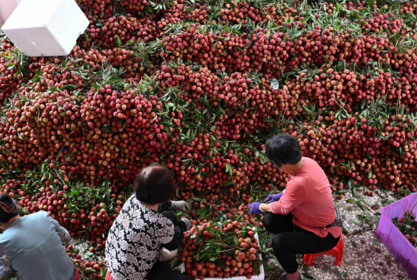 富裕配 荔枝壳煮水去火，真能行？